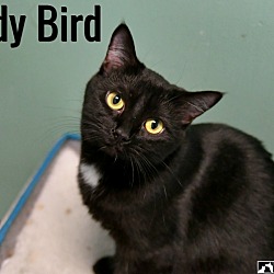 Thumbnail photo of Lady Bird #4