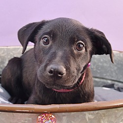 Thumbnail photo of Sally Sunshine's Pup - Sofia #1