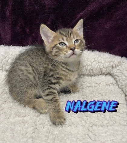 Photo of Nalgene