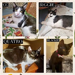 Thumbnail photo of Quatro, Blackie, CC, and Biggy bonded siblings #1