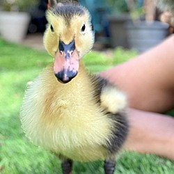 Photo of Ducky