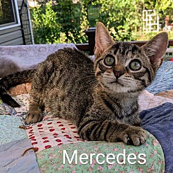 Thumbnail photo of Mercedes #3