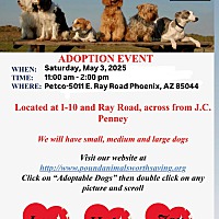 adopt a pet