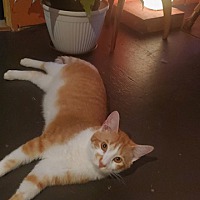 adopt a pet