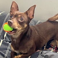 adopt a pet