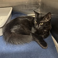 adopt-pet