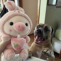 adopt a pet