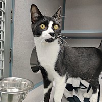 BAXTER - Domestic Shorthair available for adoption