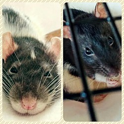 Thumbnail photo of OREO and COOKIE #2