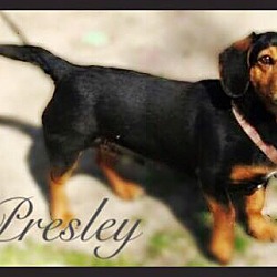 Photo of Presley