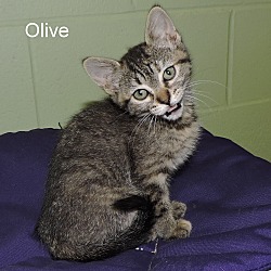 Thumbnail photo of Olive #1