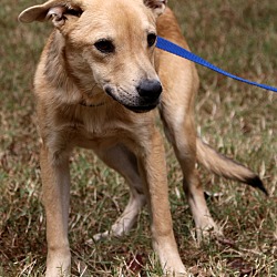 Thumbnail photo of Spice~adopted!! #3