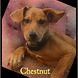 Photo of Chestnut