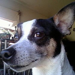 Thumbnail photo of Adopted!! Ricky #3