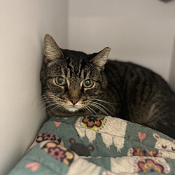 Photo of Link - Bonded with Boots
