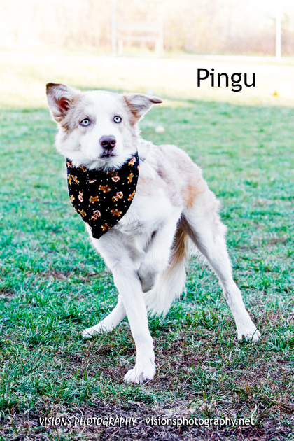 Photo of Pingu