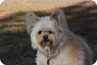lhasa apso papillon
