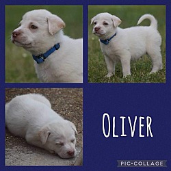 Photo of Oliver - Bridgewater, MA
