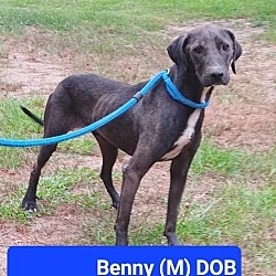 Thumbnail photo of Benny #2