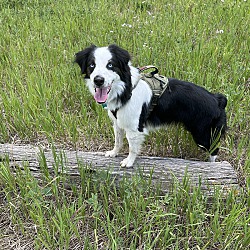 Thumbnail photo of Little Bear - purebred Aussie! #2