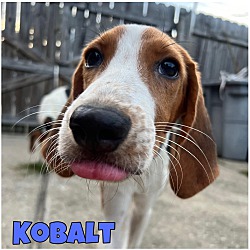 Thumbnail photo of Kobalt #2