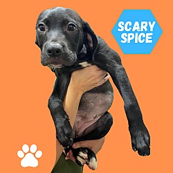 Thumbnail photo of Scary Spice #2