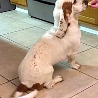 adopt a pet