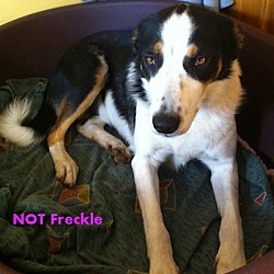 Thumbnail photo of Freckle #4