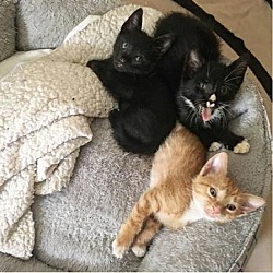Thumbnail photo of 3 KITTENS! (Located in Orlando #1