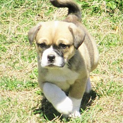 Thumbnail photo of Macey's Tricolor Boy #1
