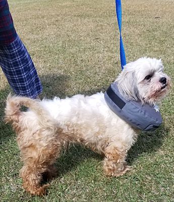 lhasa apso limping back leg