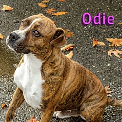 Thumbnail photo of Odie #3