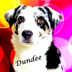 Thumbnail photo of Dundee~adopted! #1