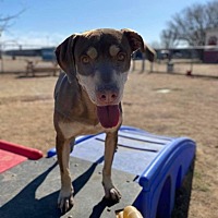 adopt a pet