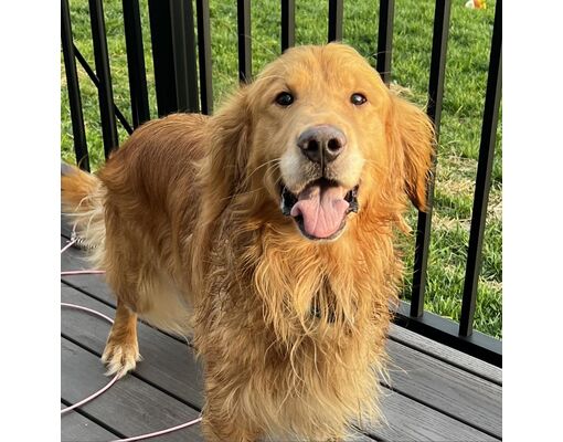 Sinking Spring, PA - Golden Retriever. Meet Walter a Pet for Adoption ...