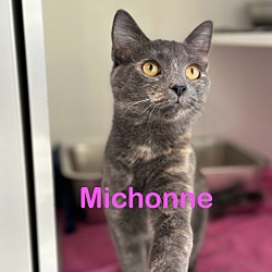 Photo of MICHONNE Kitten