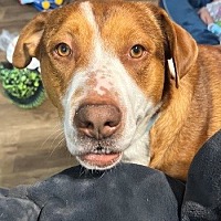 adopt a pet