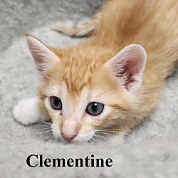 Photo of Clementine