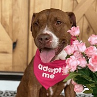 adopt a pet