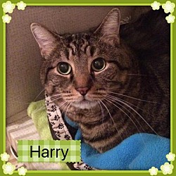 Thumbnail photo of HARRY #1