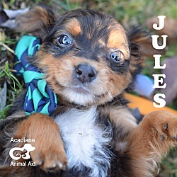 Thumbnail photo of Jules #1