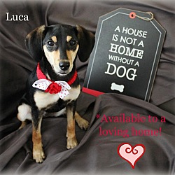 Thumbnail photo of Luca #3