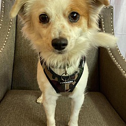 paddy paws the puppy