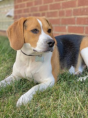 Cleveland, OH - Beagle. Meet Jasper a Pet for Adoption - AdoptaPet.com