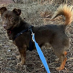 Available pets at CARE - Crossroads Animal Rescue in Seneca, SC - Available pets at CARE - Crossroads Animal Rescue in Seneca, SC -