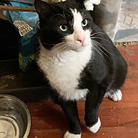 adopt a pet