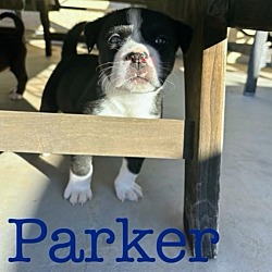 Thumbnail photo of Parker #3