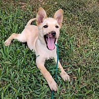 adopt a pet