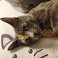 adopt a pet