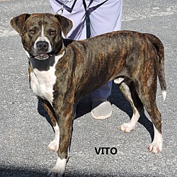 Thumbnail photo of Vito #1